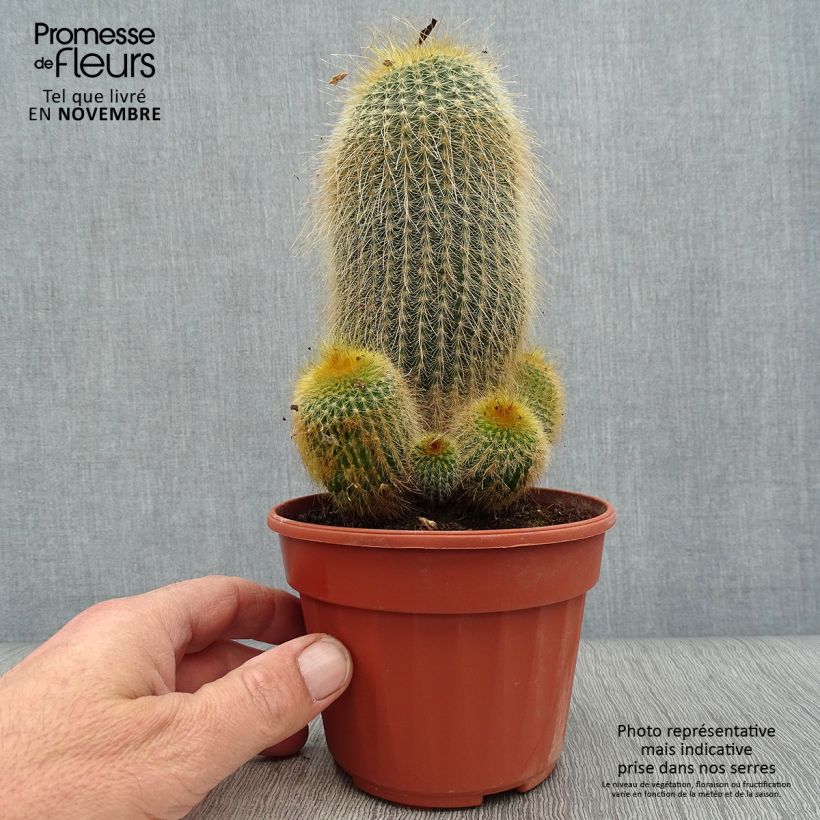 Esimerkki syksyllä toimitetusta Parodia leninghausii 12 cm / 13 cm ruukku-taimesta