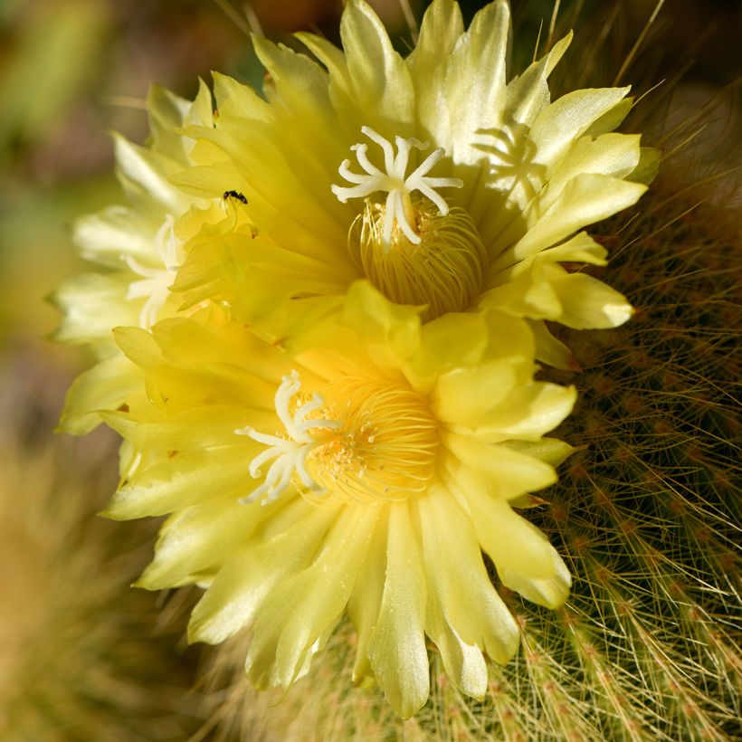 Parodia leninghausii (Kukinta)