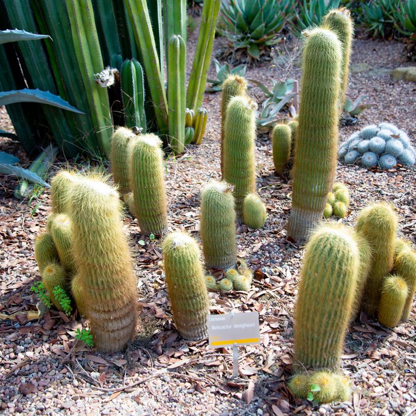 Parodia leninghausii (Kasvutapa)