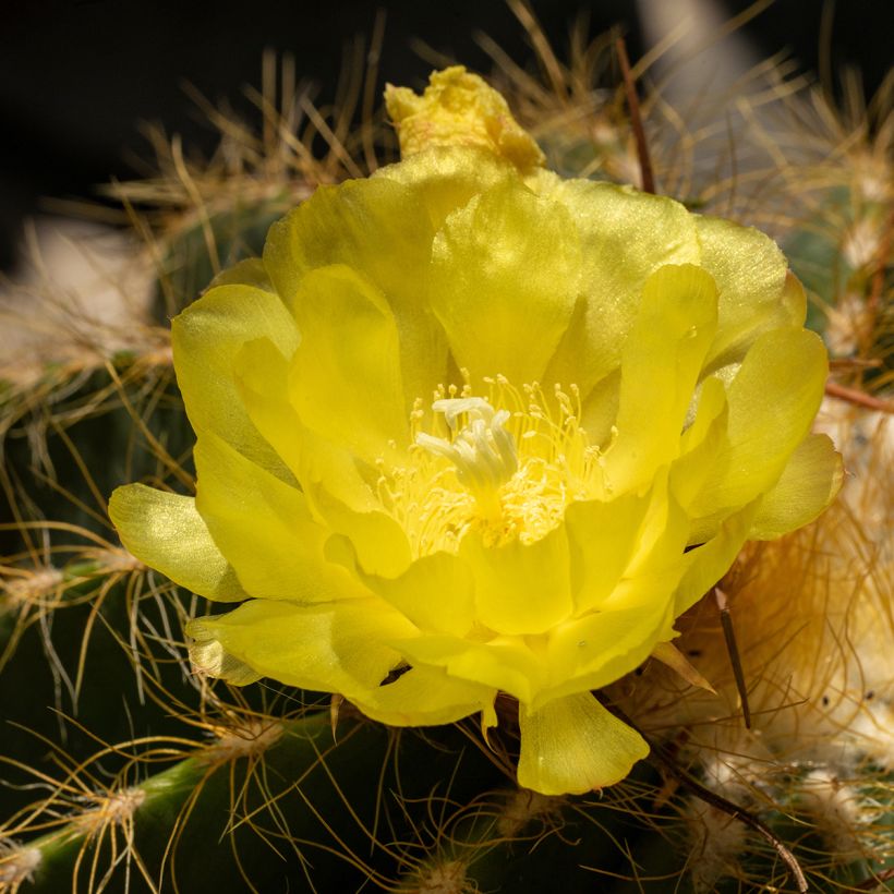 Parodia warasii (Kukinta)