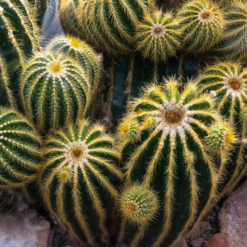 Parodia warasii (Kasvutapa)