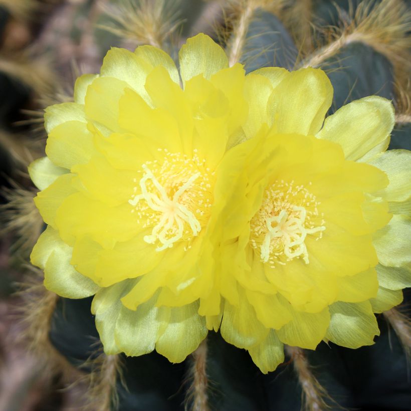 Parodia magnifica (Kukinta)