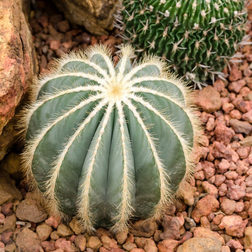 Parodia magnifica (Kasvutapa)