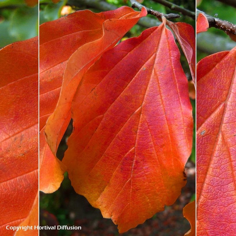 Persianparrotia Bella (Lehvistö)