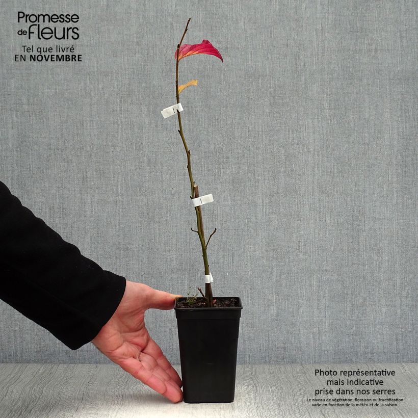 Esimerkki syksyllä toimitetusta Persianparrotia Bella 8/9 cm taimiruukku-taimesta