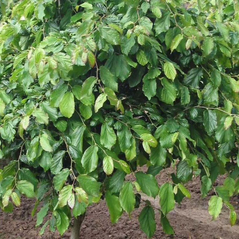 Persianparrotia Persian Spire (Lehvistö)
