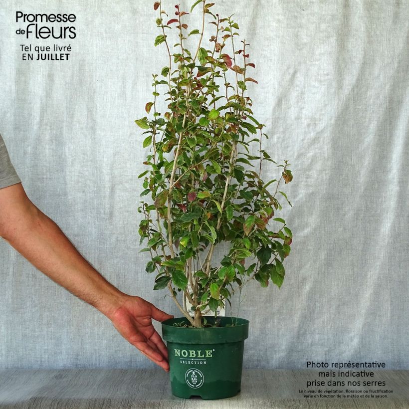 Esimerkki kesällä toimitetusta Persianparrotia Persian Spire Pot de 3L/4L-taimesta
