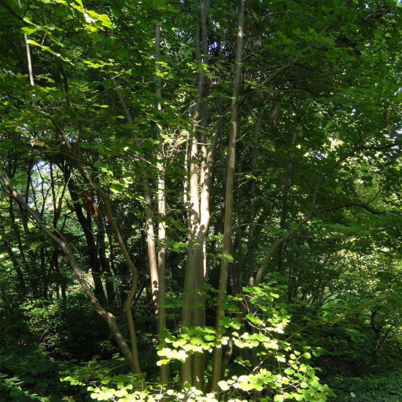 Parrotiopsis jacquemontiana (Kasvutapa)