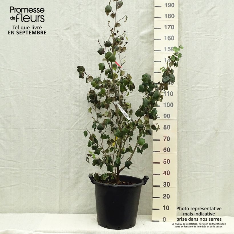 Esimerkki syksyllä toimitetusta Parrotiopsis jacquemontiana Pot de 30L/35L-taimesta