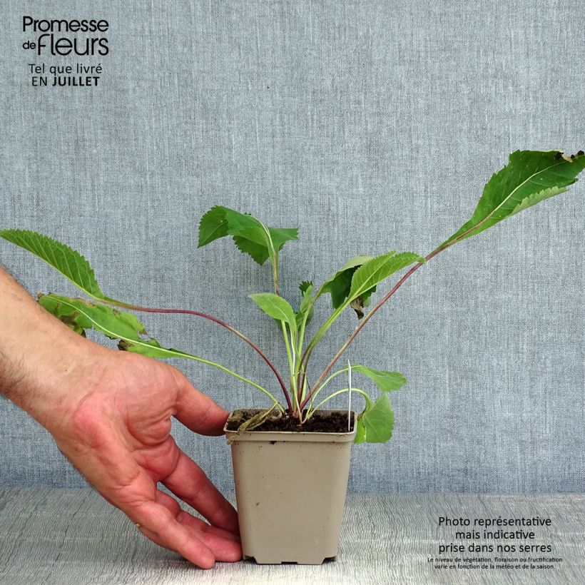 Esimerkki kesällä toimitetusta Preeriahelmikki - Parthenium integrifolium Godet de 8/9 cm-taimesta