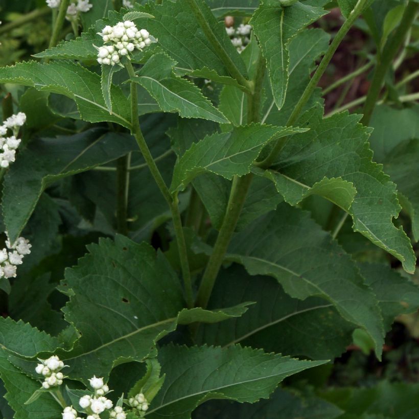 Preeriahelmikki - Parthenium integrifolium (Lehvistö)