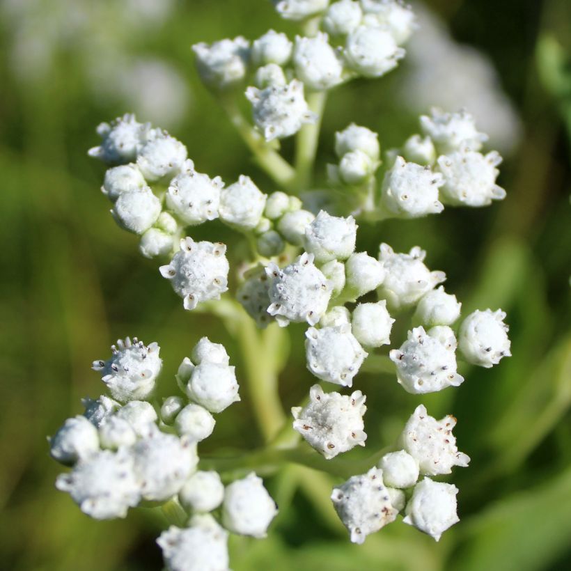 Preeriahelmikki - Parthenium integrifolium (Kukinta)