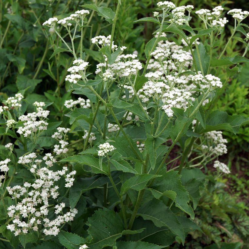 Preeriahelmikki - Parthenium integrifolium (Kasvutapa)