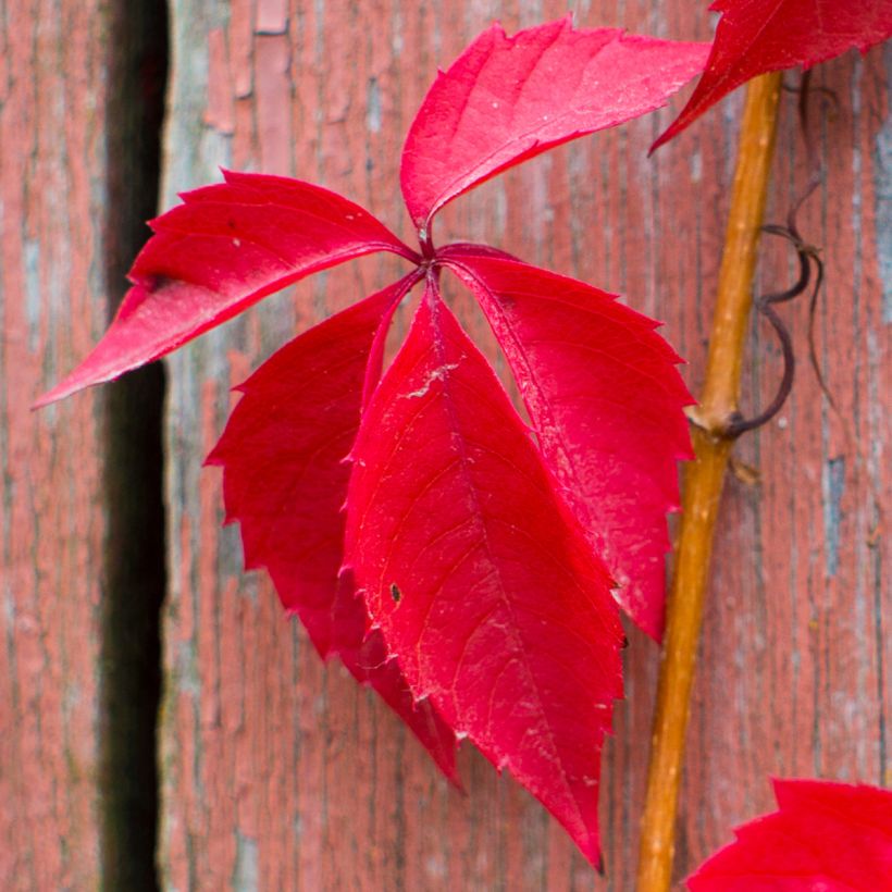 Imukärhivilliviini Red wall Troki (Lehvistö)