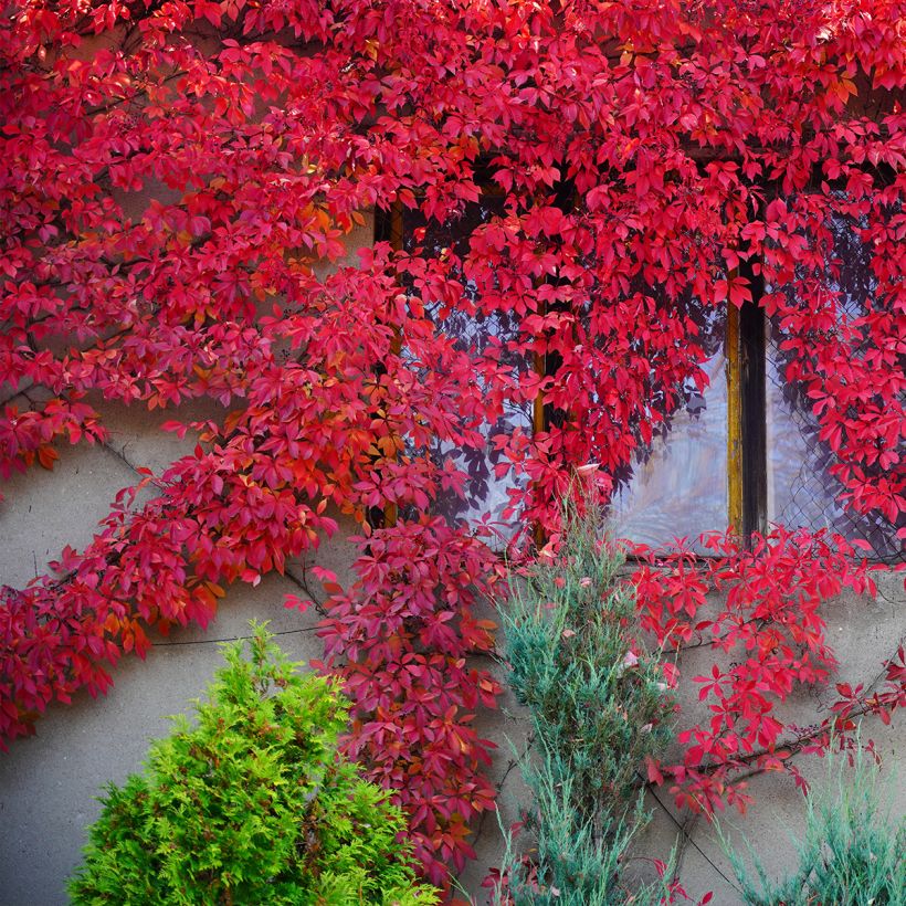 Imukärhivilliviini Red wall Troki (Kasvutapa)