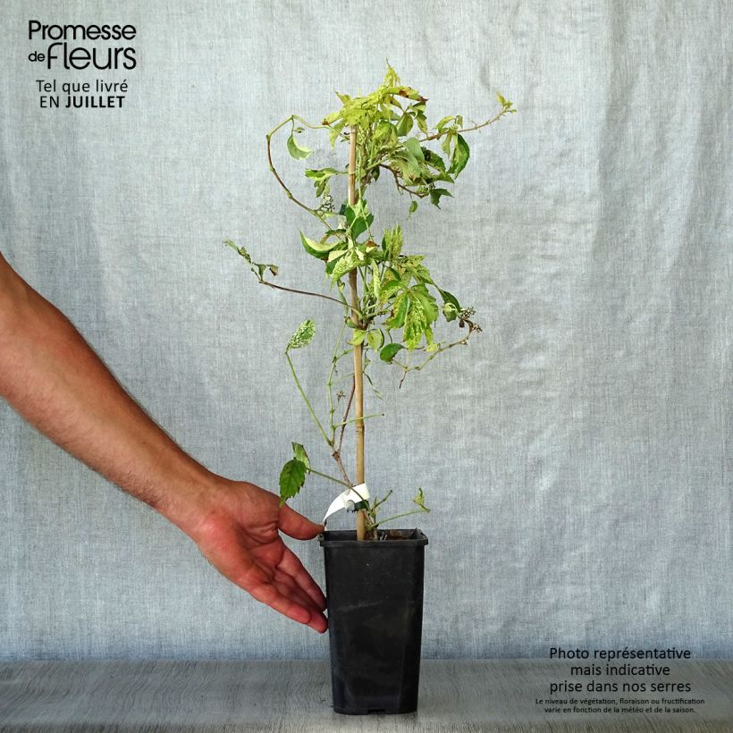 Esimerkki kesällä toimitetusta Imukärhivilliviini Star Shower Pot de 1,5L/2L-taimesta