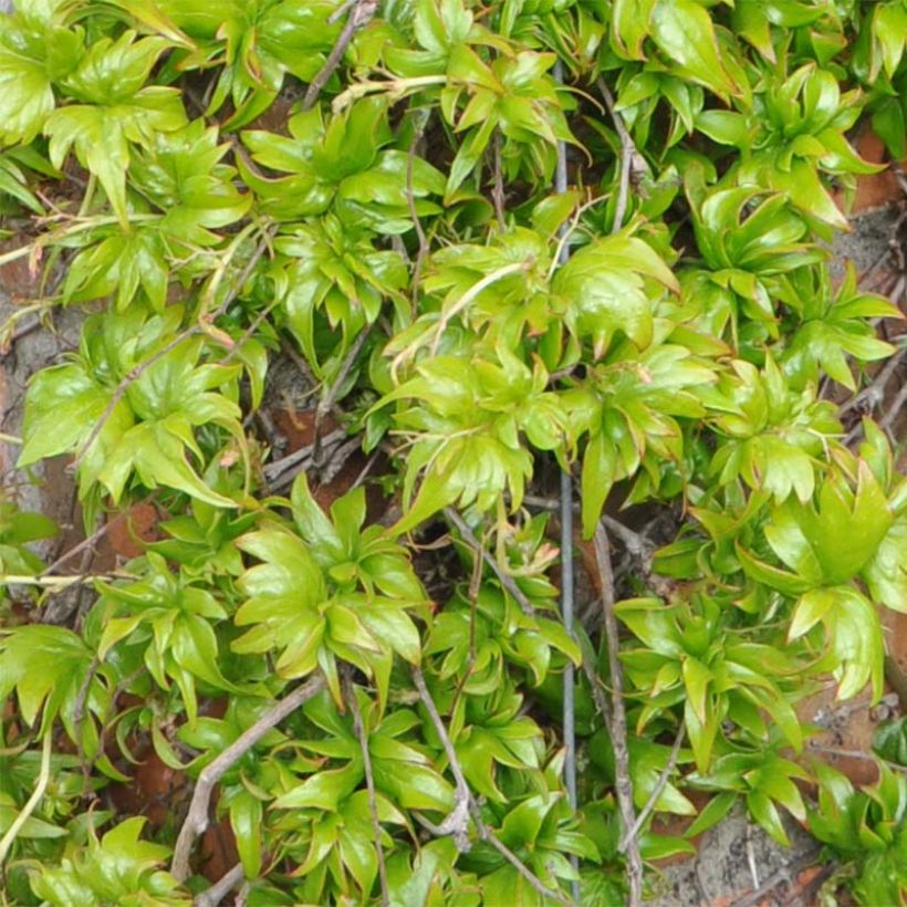 Raatihuonevilliviini Lowii (Lehvistö)