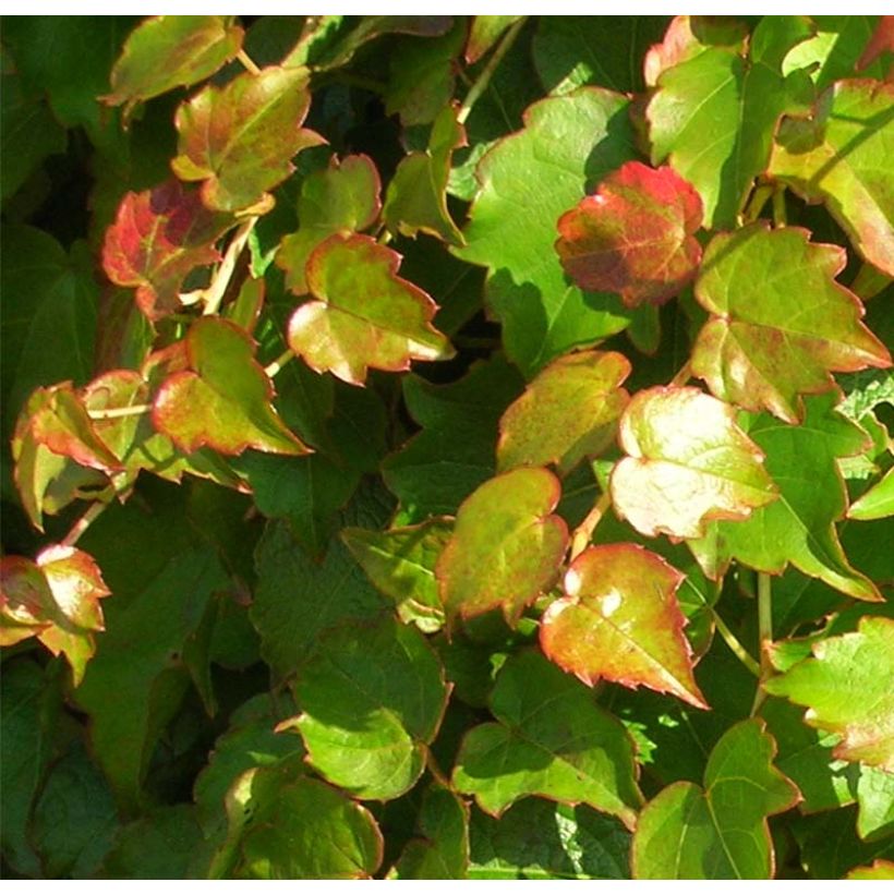 Raatihuonevilliviini Minutifolia (Lehvistö)
