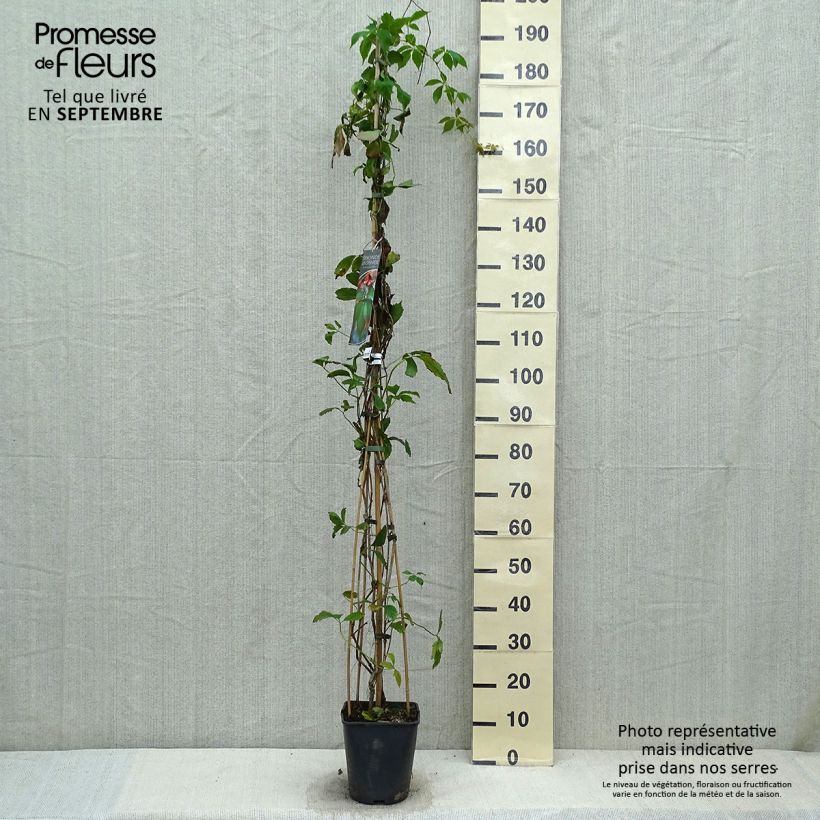 Esimerkki syksyllä toimitetusta Säleikkövilliviini - Parthenocissus viteacea 4 litran/5 litran ruukku-taimesta