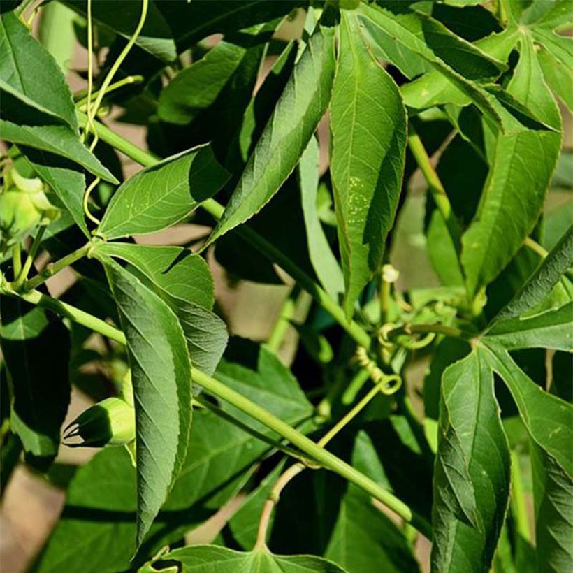 Passio Incense (Lehvistö)