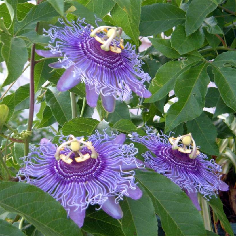 Passio Incense (Kukinta)