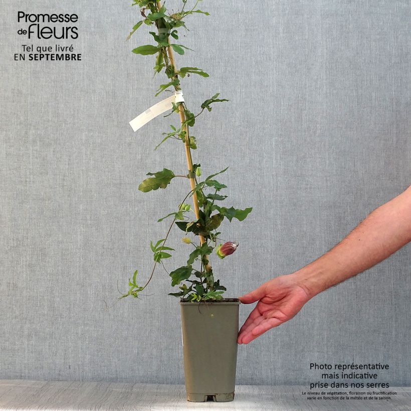 Esimerkki kesällä toimitetusta Kärsimyskukka Lady Betty Myles Young Pot de 3L/4L-taimesta
