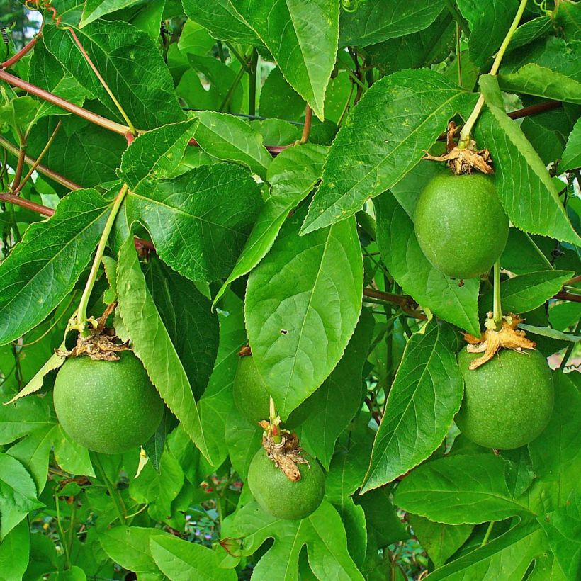 Rohtopassio - Passiflora incarnata (Lehvistö)