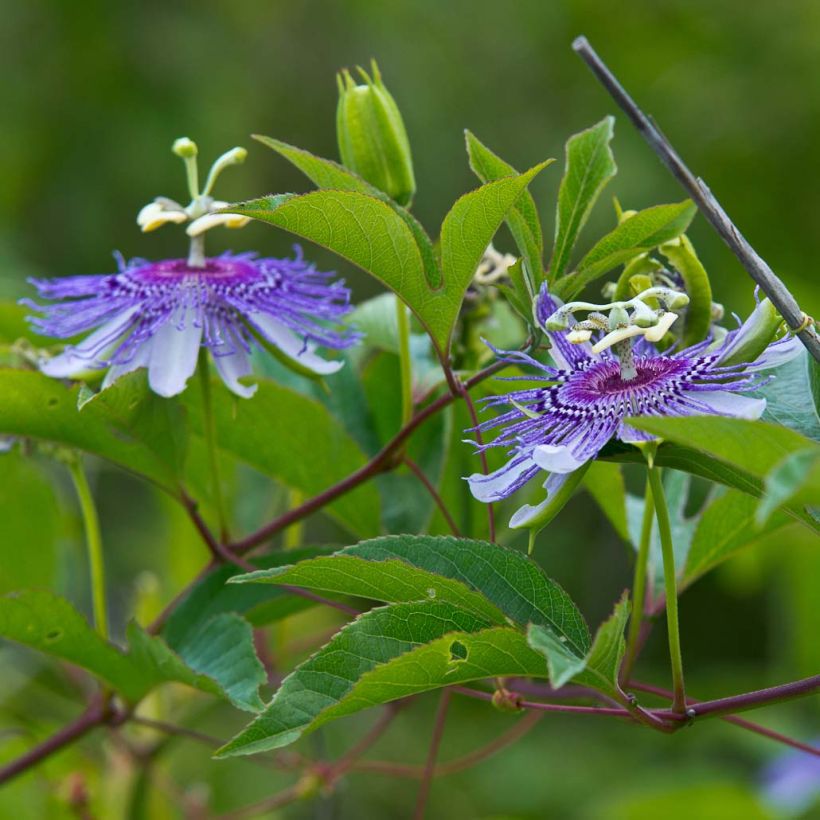 Rohtopassio - Passiflora incarnata (Kukinta)