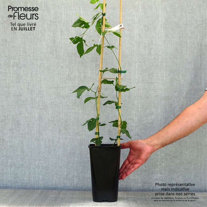 Esimerkki kesällä toimitetusta Rohtopassio Eia popeia Pot de 2L/3L-taimesta