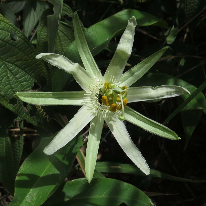 Passio - Passiflora mucronata (Kukinta)