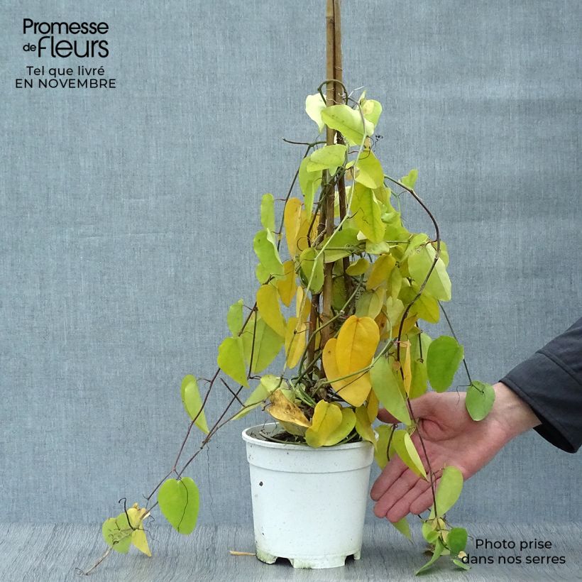 Esimerkki syksyllä toimitetusta Passio - Passiflora mucronata 2 litran/3 litran ruukku-taimesta
