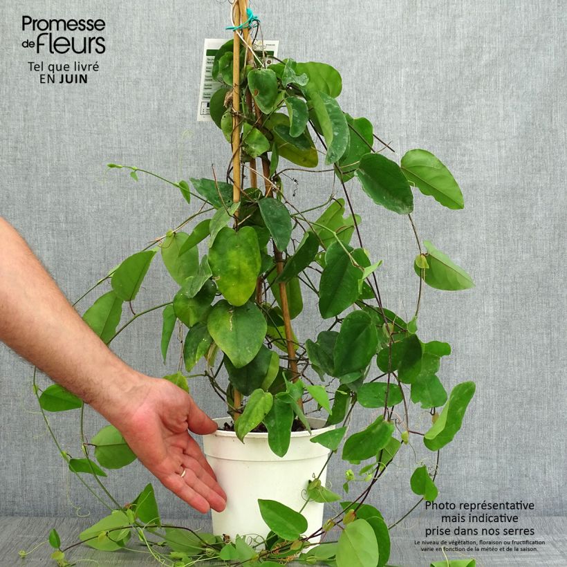 Esimerkki kesällä toimitetusta Passio - Passiflora mucronata Pot de 2L/3L-taimesta