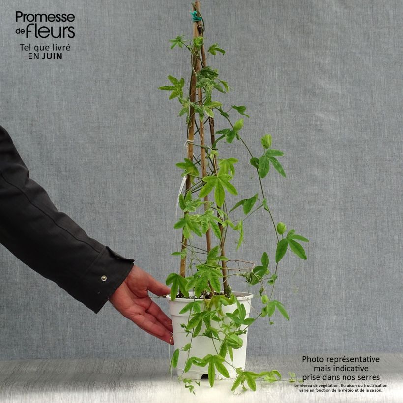 Esimerkki kesällä toimitetusta Panamanpassio - Passiflora subpeltata Pot de 2L/3L-taimesta