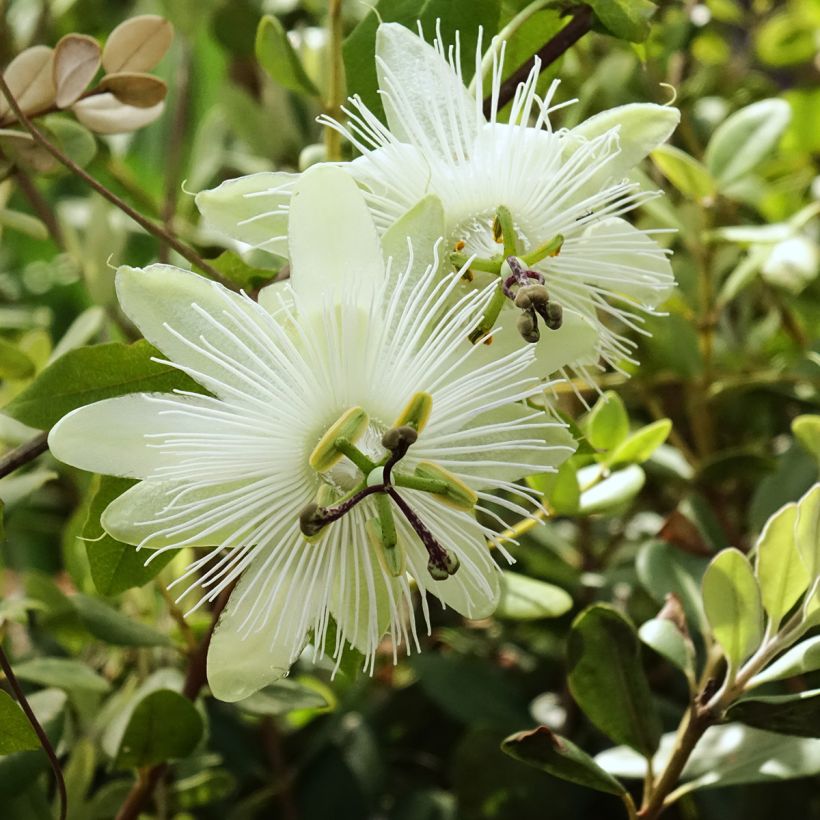 Panamanpassio - Passiflora subpeltata (Kukinta)