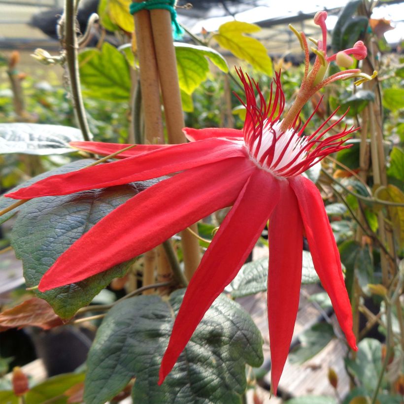 Passio - Passiflora vitifolia (Kukinta)