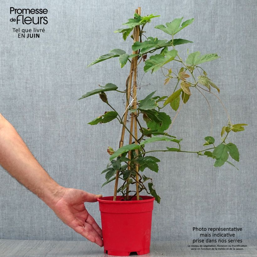 Esimerkki kesällä toimitetusta Passio - Passiflora vitifolia Ruukku 2L / 3L-taimesta
