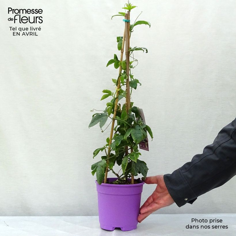 Esimerkki keväällä toimitetusta Kärsimyskukka Byron Beauty Pot de 2L/3L-taimesta