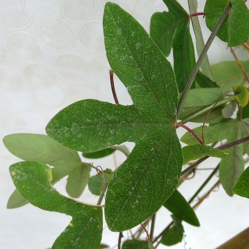 Kärsimyskukka - Passiflora caerulea x racemosa (Lehvistö)