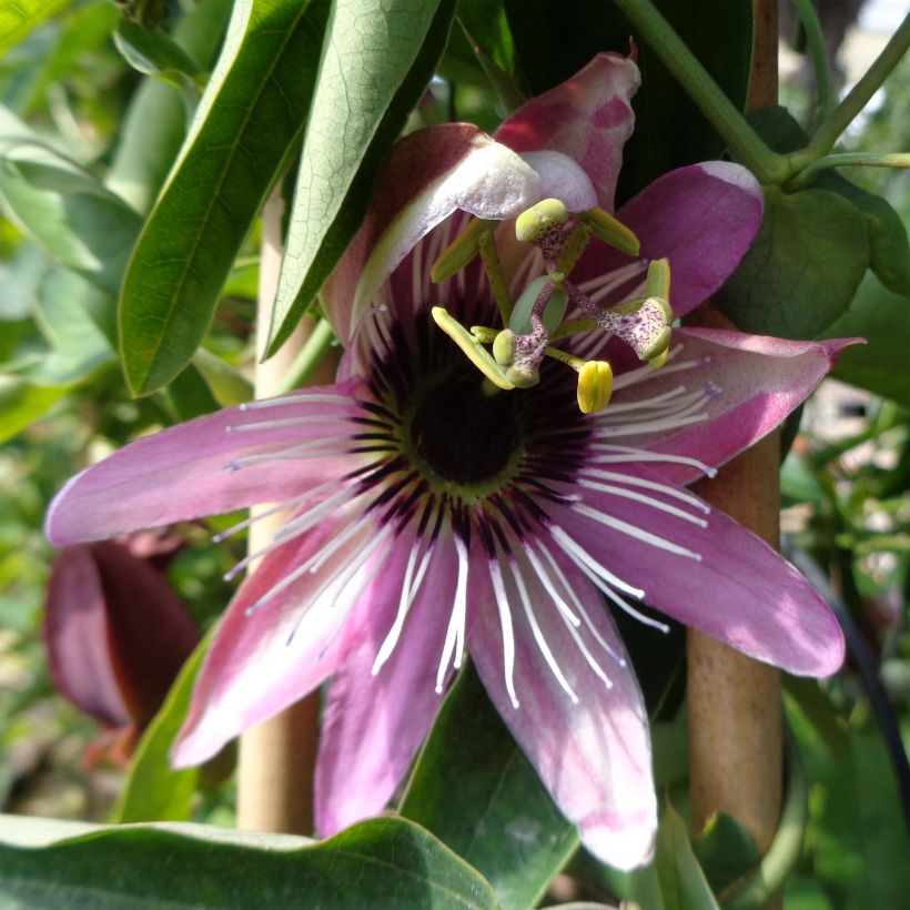 Kärsimyskukka - Passiflora caerulea x racemosa (Kukinta)