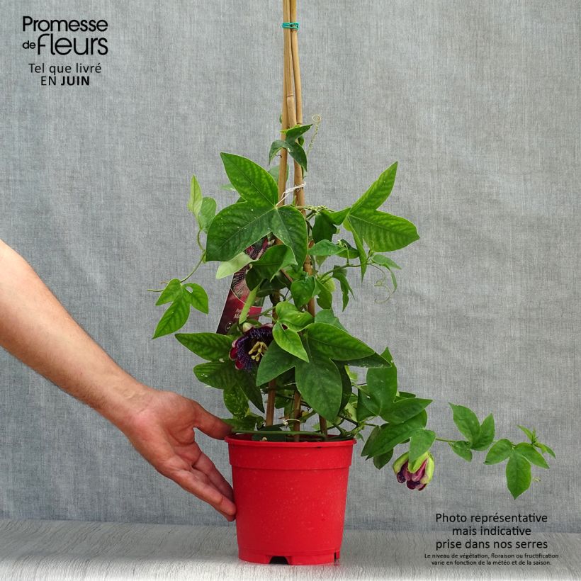 Esimerkki kesällä toimitetusta Kärsimyskukka Marijke Pot de 2L/3L-taimesta