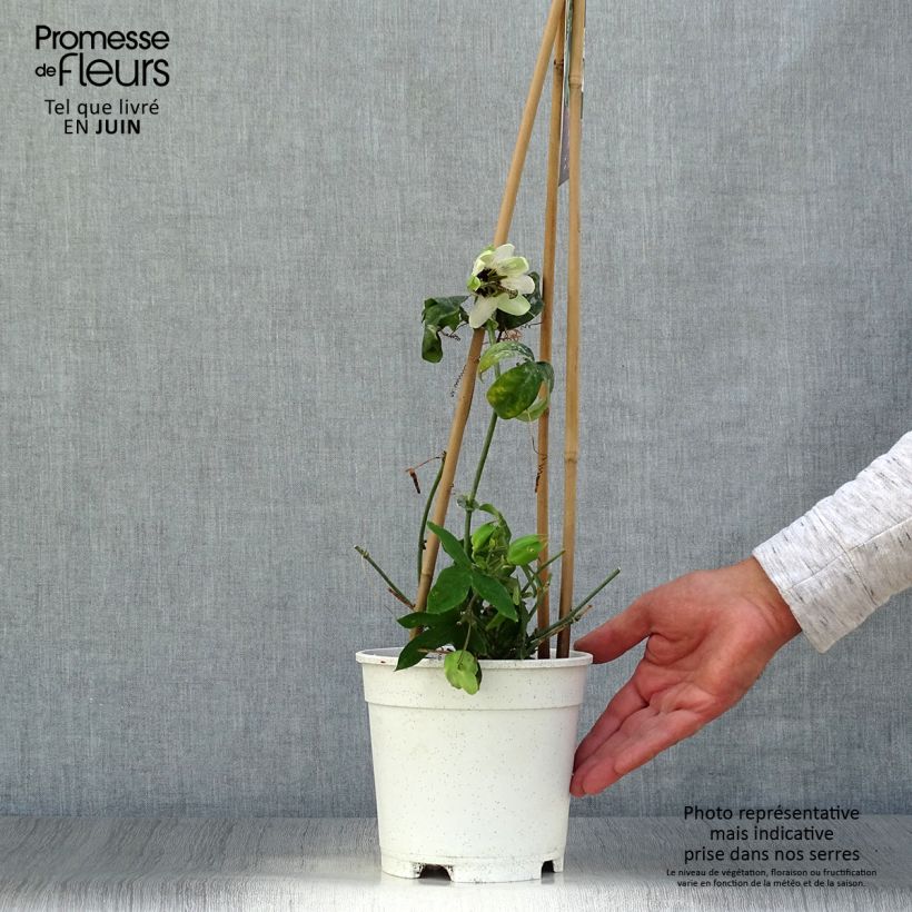 Esimerkki kesällä toimitetusta Kärsimyskukka Panda Pot de 2L/3L-taimesta