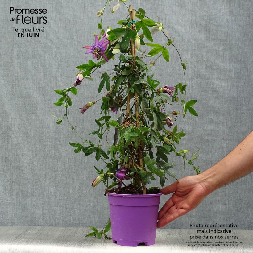 Esimerkki kesällä toimitetusta Kärsimyskukka Purple Passion Ruukku 2L / 3L-taimesta