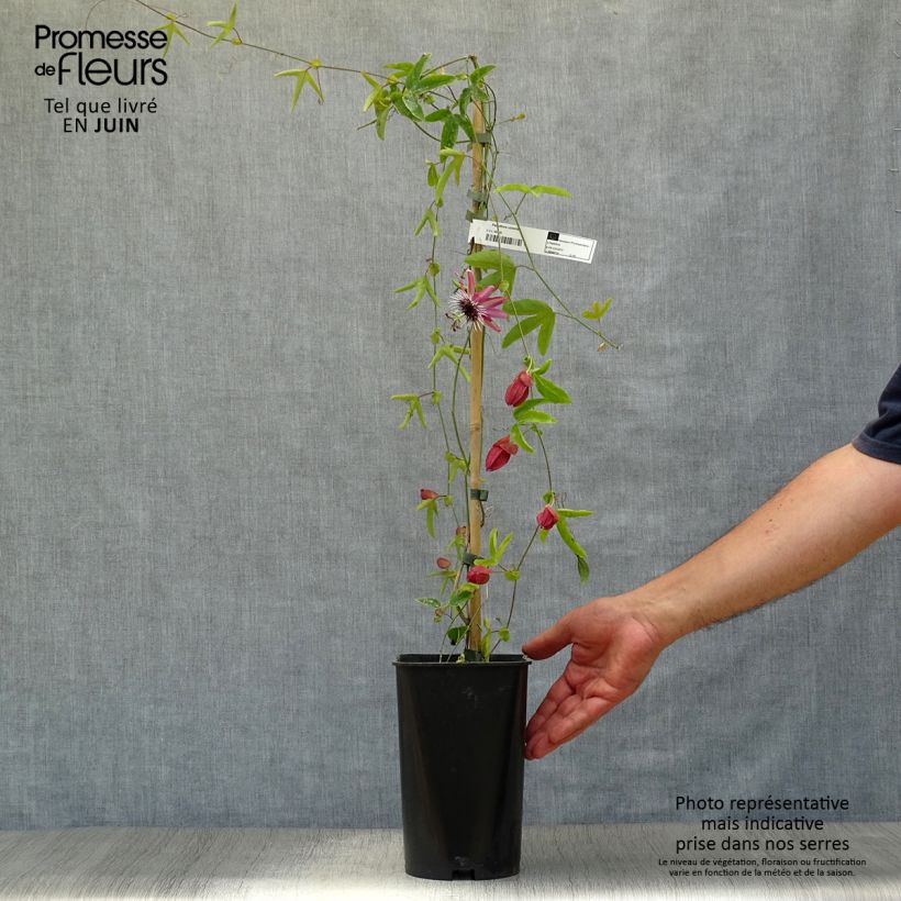 Esimerkki kesällä toimitetusta Kärsimyskukka Victoria Pot de 2L/3L-taimesta