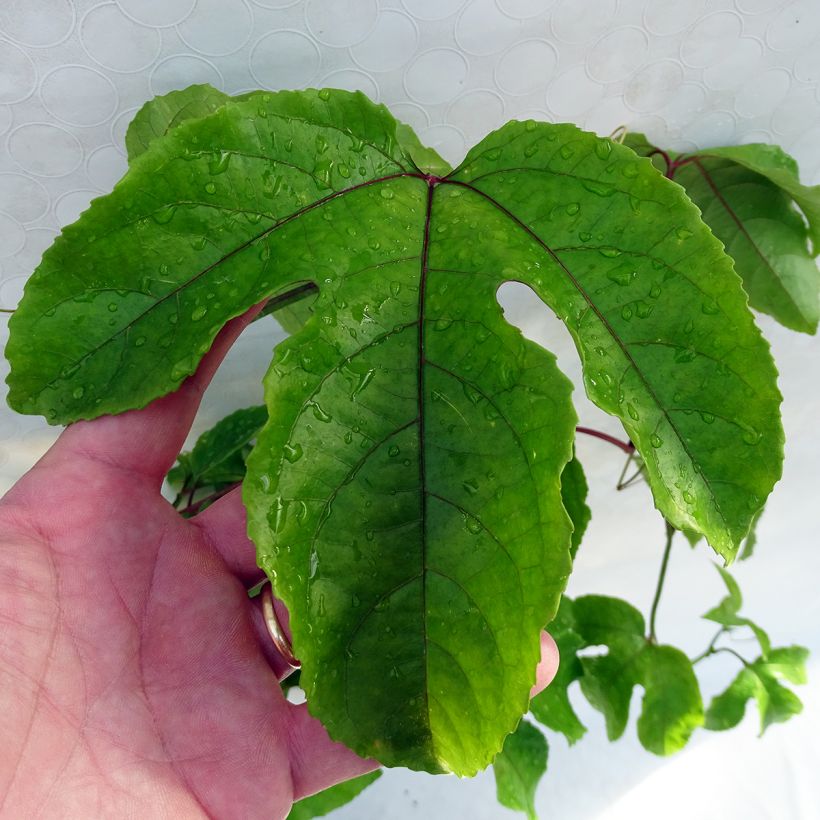 Passio - Passiflora alata (Lehvistö)