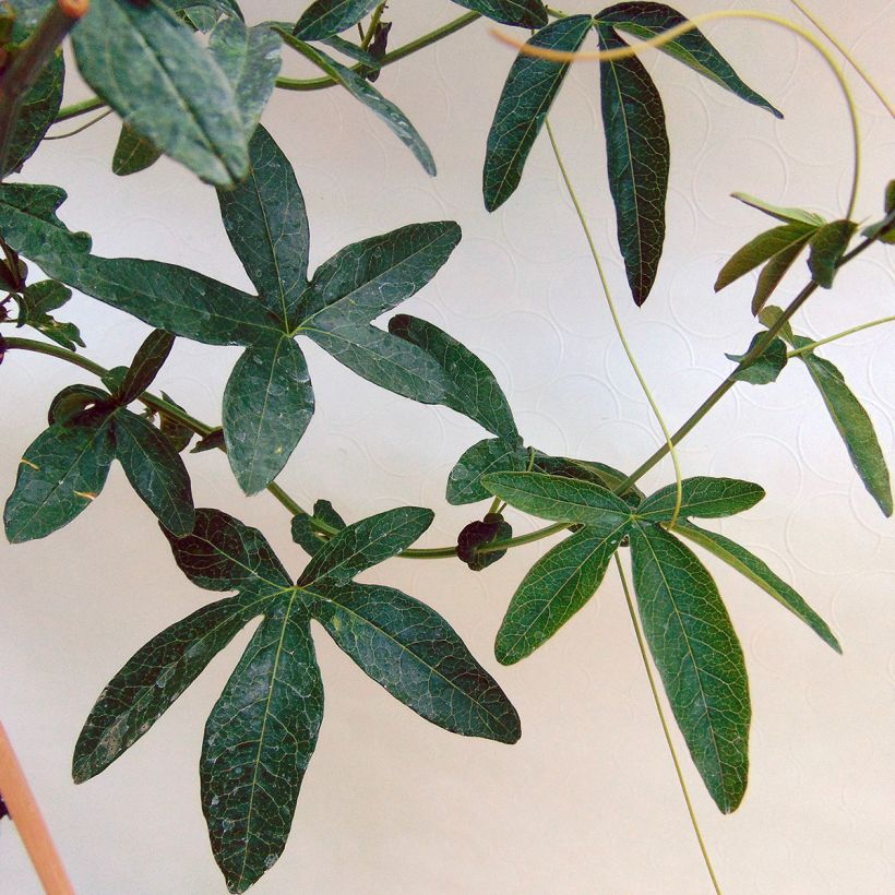 Kärsimyspassio Constance Elliot (Foliage)