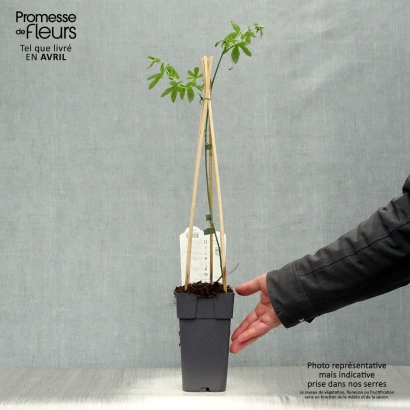Example of Kärsimyspassio Constance Elliot Pot de 2L/3L as you get in printemps
