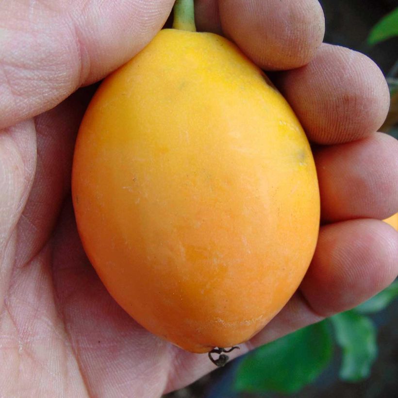 Kärsimyspassio Purple Haze (Sadonkorjuu)