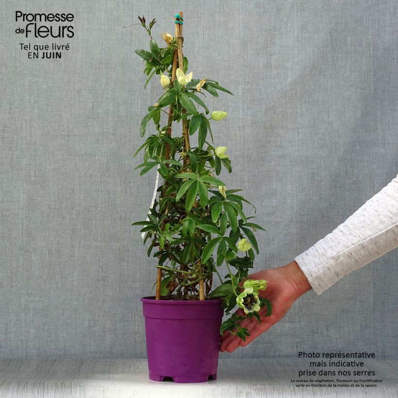 Esimerkki kesällä toimitetusta Kärsimyskukka - Passiflora caerulea x racemosa Pot de 2L/3L-taimesta
