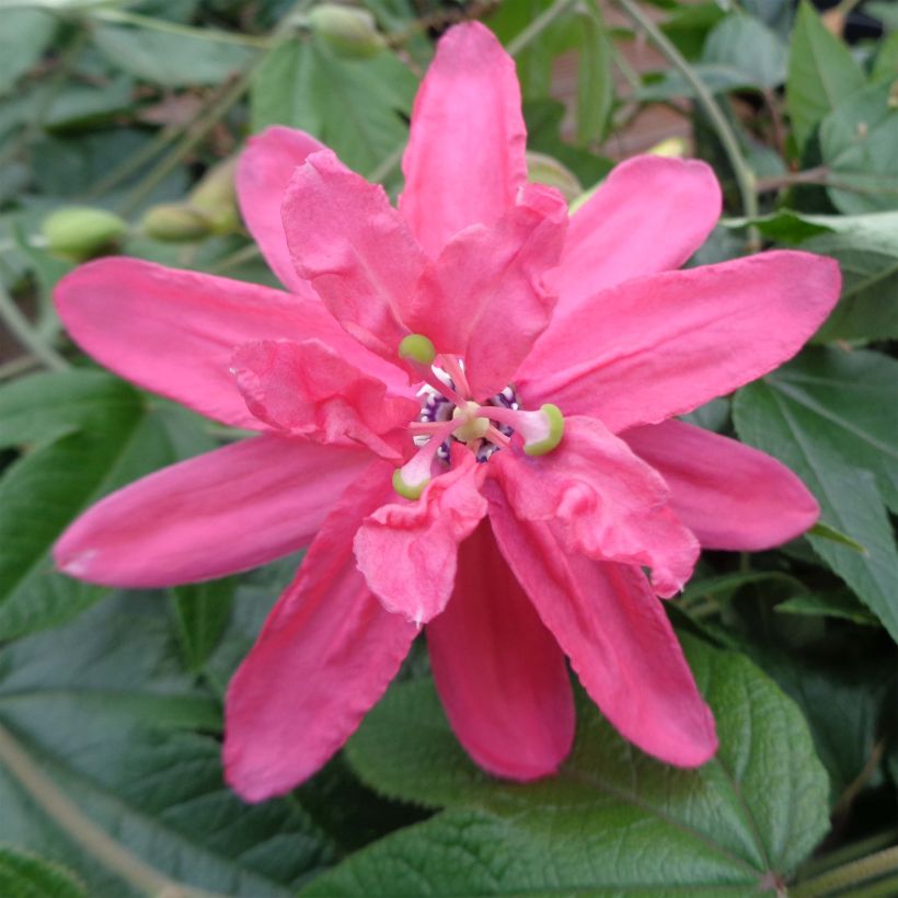 Kärsimyskukka Pink Passion (Kukinta)