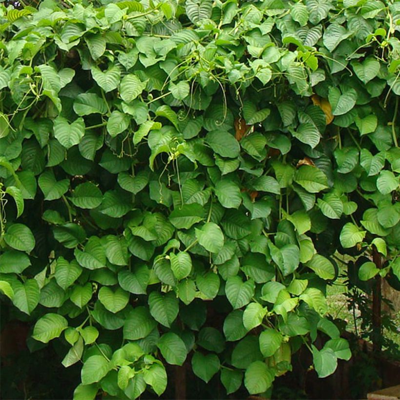 Jättipassio - Passiflora quadrangularis (Lehvistö)